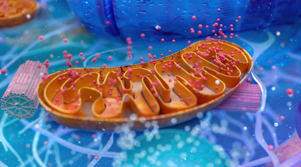 TU ALIMENTO ESENCIAL-central energética de nuestras células las mitocondrias.