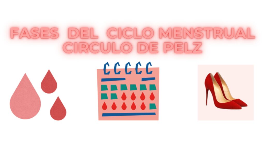 TU ALIMENTO ESENCIAL-fases del ciclo menstrual - circulo de pelz